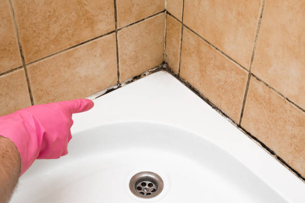 Best Bathroom Mold Remediation in USA